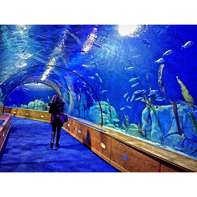??????
?? dreaming..walking in the underwater world sea
#seamakesmecalm #sealife #seaaddicted #nofilterneeded #instarelax #travelgram #tripgram #loves_valencia #lovevalencia #vlc  #valencia #museodelasciencias #likelittlemermaid #oceanogràfic #dicemberphotoaday #traveldiaries #wanderlust #oustanding #underwater  #underwaterphotography #fishesofinstagram #naturelovers #nature_perfection #seatube #seagallery #sea #seaworld #colourfullife #colourfulmind