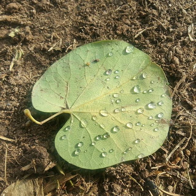Hoja en el parque del Polifilo #nature #naturelovers #autumn #valenciaespaña #lovevalencia #loves_valencia #total_cvalenciana #visitvalencia #hoja #jardinpolifilo