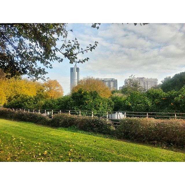 Autumn in Valencia

#autumn #leaves #valencia #valenciamola #igersvalencia #igers #total_cvalenciana #loves_spain #spain #lovevalencia #loves_valencia #match_valencia #otoño #polifilo #instagram #samsung #note2 #nofilter
