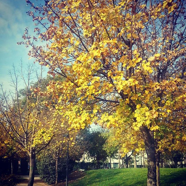 Otoño ? en el Parque del Polifilo ? #loves_valencia #lovevalencia #visitvalencia #total_cvalenciana #autumnleaves #autumn #nature #naturelovers #trees #igersvalencia #igerspain #Valencia #valenciaespaña #jardinpolifilo