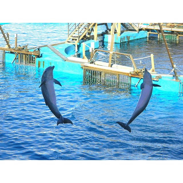 Dolphin jump
Capture the moment ???? To be in the right place..at the right time.

#dolphins #jump #dolphinjump #rightplacerighttime #letsgo #traveldiaries #wanderlust #captured #capture_today #capturethemoment #nature #lovenature #beutiful #places #love #sealife #seaaddicted #fishesofinstagram #mammals #nofilterneeded #instarelax #travelgram #tripgram #instatravel #instapassport #loves_valencia #lovevalencia #instavsco #igers #vlc