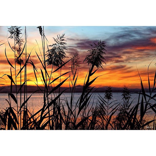 #atardeceres #albuferadevalencia #lovevalencia #sunset #atardeceres #paisaje #landscape #loves_valencia #valenciagrafias #valenciagram #match_valencia #estaes_valencia  #total_cvalenciana #fotoclub_bnw  #discovervalencia #naturaleza_comunidadvalenciana #valenciaterraimar #albuferab