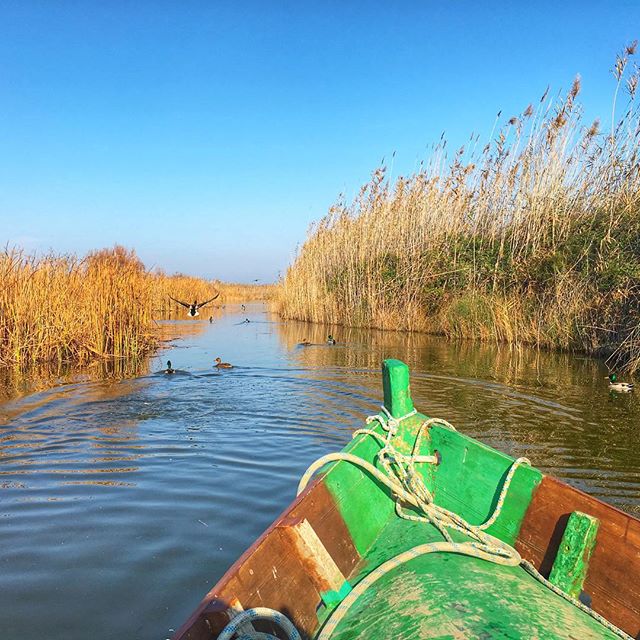 L'Albufera #valencia #lovevalencia #spain #winter #lake #water #birds #duck #boat