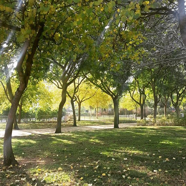 Paseando por el Jardín del Polifilo #valenciaespaña #visitvalencia #lovevalencia #loves_valencia #total_cvalenciana #naturelovers #nature #autumn #trees #jardinpolifilo