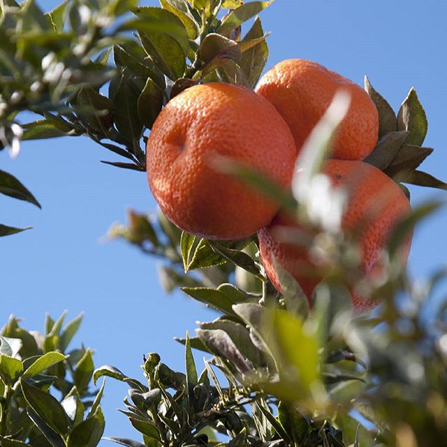 Qué buenas están las #mandarinas!! Ricas, ricas; son  #vitaminas "pal body" ;) que después de tantos días de trabajo digo yo que el cuerpo lo agradece, no es que he estado parada, sino que no he parado ni en las curvas, como dicen en mi pueblo. jjjj.  A ver cuando me dan permiso y enseño las fotos, no és porque las haya hecho yo pero están muy chulas. ;))