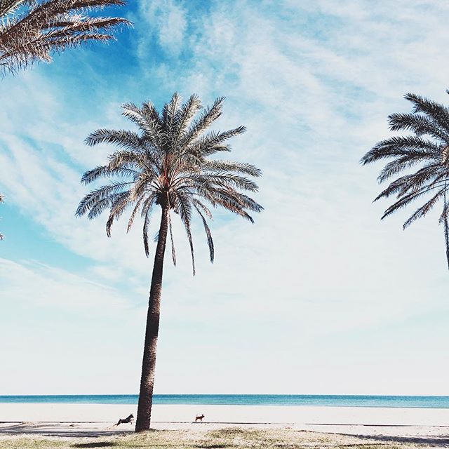 Just another dog in paradise ????