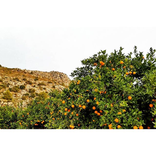 Entre naranjos.
#denia #estaes_natura #estaes_valencia #naranjos #country #landscape #unpaseounafoto #estaes_alicante #lovevalencia #instagram #instantes_fotograficos #instagramers #factorypassions #instagood #estaes_montes #loves_valencia #spain #total_cvalenciana #instagramers #ig_spain #somosinstagramers #spain_gallery #be_one_spain #orange #movilgrafias #TurismoSpain #descubriendoigers #igersvalencia #igersalicante