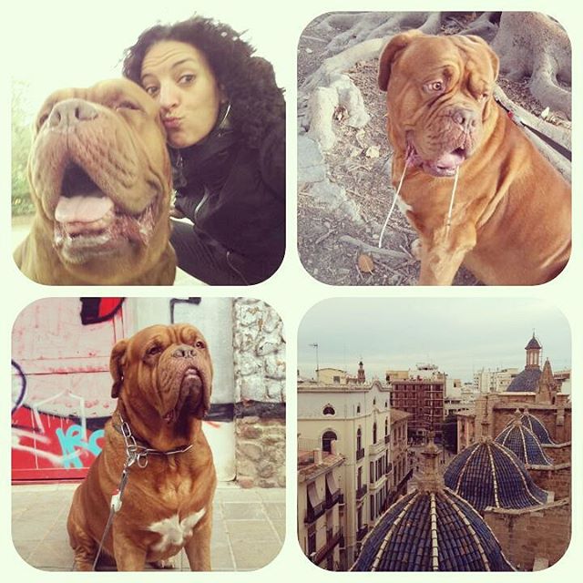 Buenos días! Paseos valencianos con el gigantón de Bruce! #happysaturday #Valencia #disfrutesperrunos #lovevalencia