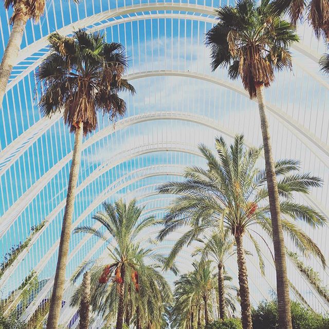 Palm trees and Valencia dreams ???