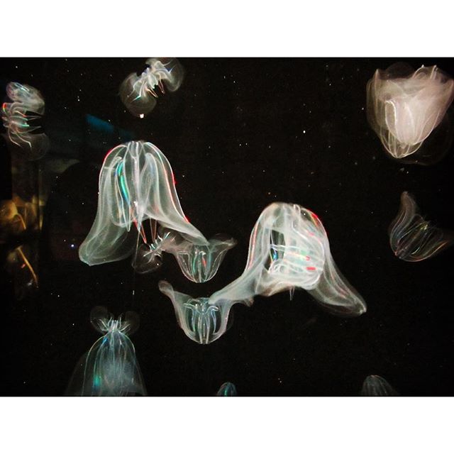 No brain, no heart, just some funky disco veins and a bad attitude. #oceanograficvalencia