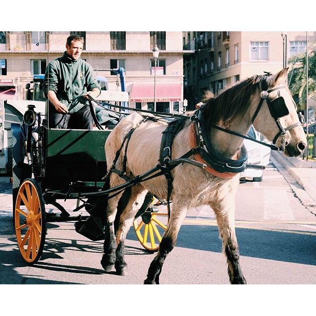 Estas son las vistas desde nuestra terraza de Plaza de la Reina. Sol, el Miguelete, paseos en calesa... Todo un lujo poder disfrutar de esta histórica ubicación. ¡Feliz sábado! #MomentosBertal #bertal #foodie #brunch #lunch #dinner #Valencia #micalet #lovevalencia #foodlover #instafood #sweet #sweetlover #weekend #saturday #tasty #delicious #yummy