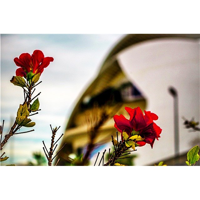 #valencia #ciudaddelasartesylasciencias #puente #agua #lovevalencia #ilovevalencia #loves_valencia