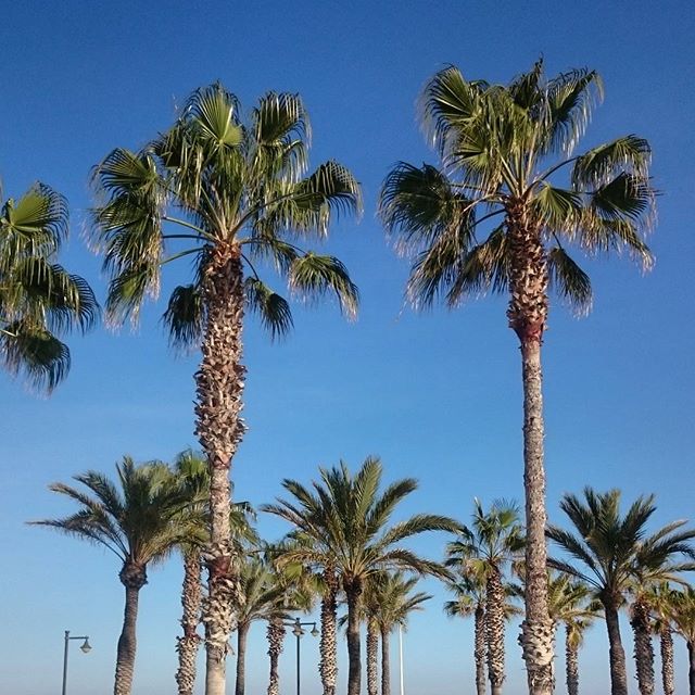 Could be worse #valencia #lovevalencia #playa #spain #igersvalencia #erasmusvalencia #vamosalaplaya #procrastination #insteadofstudying #palm #bluesky #weekendlover #nofilter #vscocam #auslandssemester #igersespaña #españa #erasmus