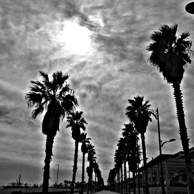 ? VLC BEACH
#valencia #playa #palmeras #sol #nubes #beach #lovevalencia #lovebeach #patacona #pataconabeach #adoroestelugar #blancoynegro #blackandwhite