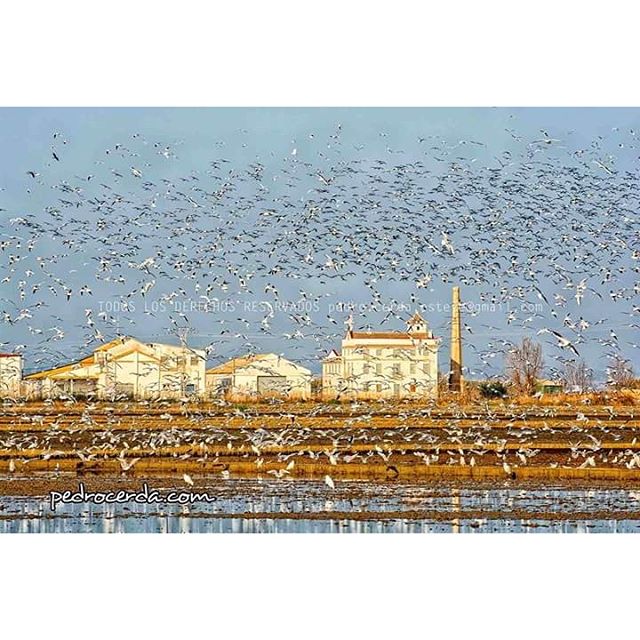 Albufera de Valencia 
#drdfotografia #pedrocerda #imagespedrocerda #dosrodetes #valencia #albuferadevalencia #albufera #comunidadvalenciana #love_valencia #lovevalencia #aves #avesmigratorias #campo #arroz #arrozal
