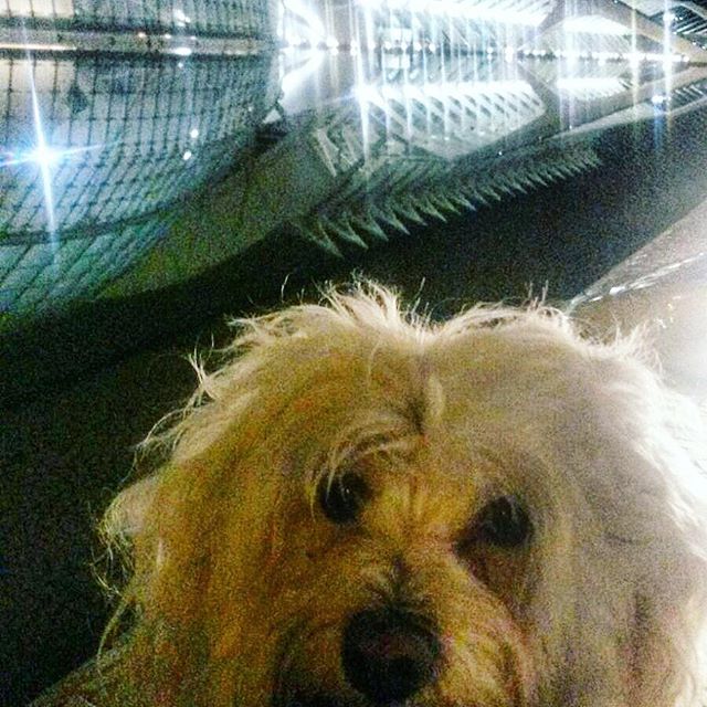 Con Blanca en la Ciudad de las Artes y las Ciencias #likesforlikes #photooftheday #instagram #instadaily #bestoftheday #instalike #beautiful #dogs #pets #sky #amazing #instapic #colorful #cute #bichonfrise #sea #cloud #like #lovevalencia #match_valencia #architecture #animals #city #sunset #picoftheday