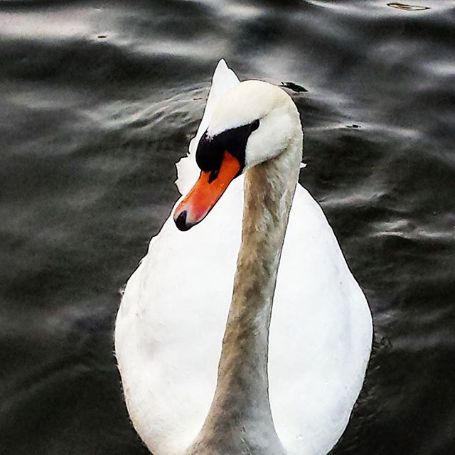 Preciosa oca en el estanque de Viveros #valenciabonita #likesforlikes #photooftheday #instagram #colorful #match_valencia #lovenature #duck #instadaily #instapic #picture #sun #animals #picoftheday #amazing #bestoftheday #sky #sun #nature #like4like #sunset #scenery #instanature #love #instalike #beautiful #cloud #sky #lovevalencia
