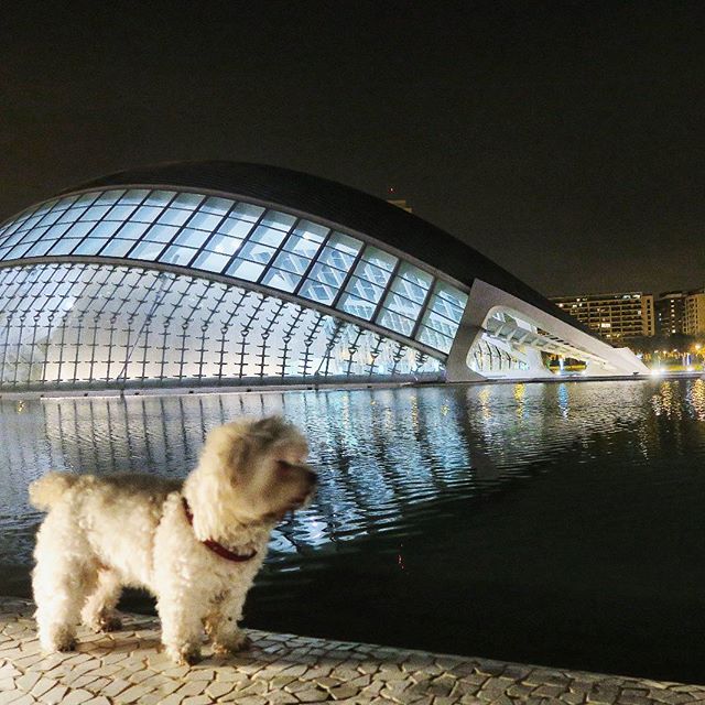 Visita al Hemisferic.#instadaily #instapic #instagram #likesforlikes #photooftheday #match_valencia #lovevalencia #sky #bestoftheday #like #nature #cloud #colorful #architecture #archiporn #valenciabonita #valenciaenamora #sunset #picoftheday #pet #beautiful #like4like #instasize #buildings #art #amazing #picture #love