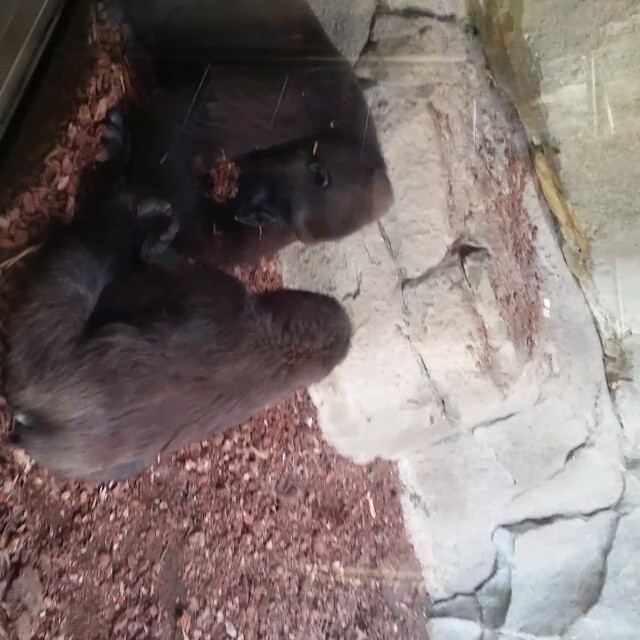 BIOPARC - VALENCIA ?
Per non dimenticare...?
#valencia #memories #thissummer #summer #monkey #lovevalencia #espana #spain #sadness #beautiful #happiness #goodjourney #love #instalike #journey #holiday #instasummer #follow4follow #like4follow #follow4like #like4like #instamood #missit