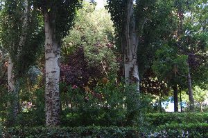 Piazza del Cedro, Uscire per zona del Cedro, Uscire a Valencia