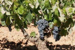 Cantine Vereda Real, Requena