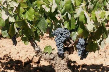 Cantine Vereda Real, Requena