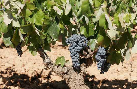 Cantine Vereda Real, Requena