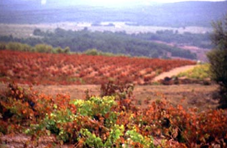 Scopri le Cantine Covilor situate nelle Grotte di Utiel.