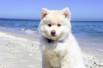 spiagge a valencia cani