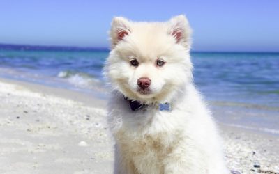 spiagge a valencia cani