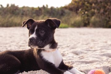 viajar con animales