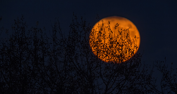 halloween 2020 en valencia