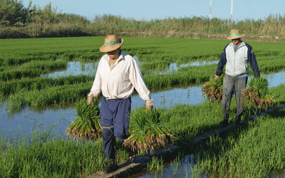 itinerario riso valencia