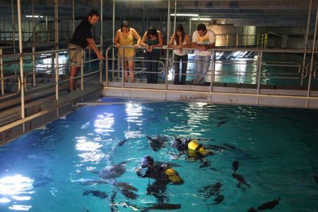 ciudad de las artes y las ciencias al otro lado del oceanografic