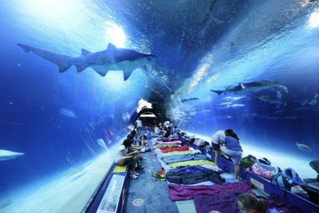 dormir con tiburones en el oceanografic valencia