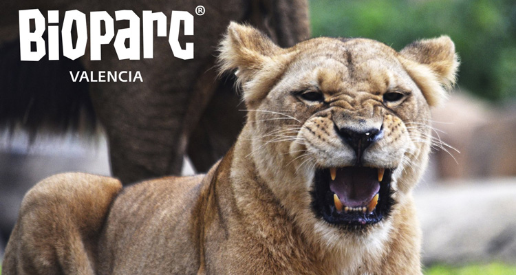 actividades de halloween en valencia