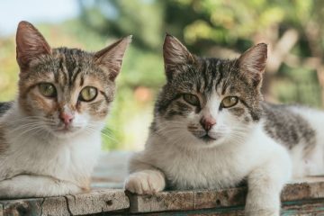 evento solidario valencia