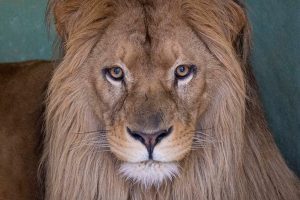 el nuevo león de bioparc llega a valencia