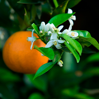 campos de naranjas en la safor