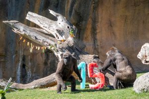 15 aniversario bioparc valencia