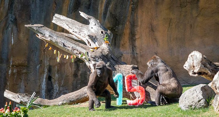 15 aniversario bioparc valencia