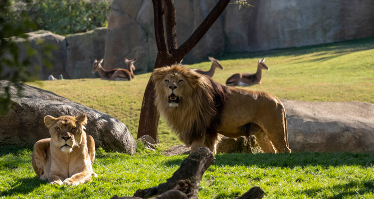 promocion bioparc valencia