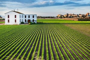 horchata artesana alboraya